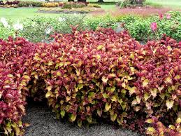 Image result for Coleus hereroensis