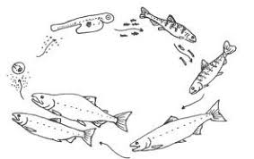 Bccurriculum Licensed For Non Commercial Use Only Salmon Cycle For Kids Life Cycles Science Life Cycles