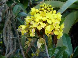 Image result for Acridocarpus chloropterus