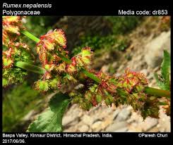 Image result for Rumex nepalensis