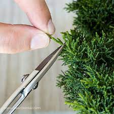 Pruning Juniper Bonsai For Beginners Basic Bonsai Bonsai Tree Juniper Bonsai Bonsai Care