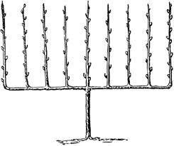 This unit standard is for people working in fruit production. Fruit Tree Trained Upright As An Espalier Clipart Etc