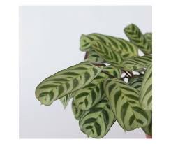 Image result for Ktenante Ctenanthe