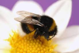 Here you can explore hq bee polish your personal project or design with these bee transparent png images, make it even more. What S Killing Bumble Bees Some Species Numbers Down 96 Percent Csmonitor Com