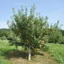 These are historically significant and unusual varieties that are known more for their taste than polished looks. Heirloom Fruit Trees From Stark Bro S Heirloom Fruit Trees For Sale