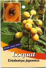 Loquat trees normally do not require pruning, as the tree establishes its natural shape without pruning, assuming that it has adequate space into which to develop. How To Grow Loquat Growing Loquat Tree From Seed Everything About Garden