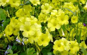 Image result for Oxalis semiloba