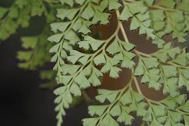 Image result for Odontosoria