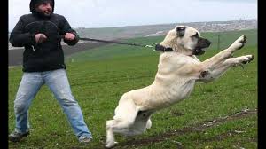 My Mastiff Of Choice Turkish Kangal Unique Dog Breeds Rare Dog Breeds Dog Breeds
