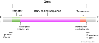 1005 Png 514 227 Coding Transcription Genetics