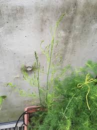 プランターのアスパラガスの葉っぱが生い茂ってます プランターでの野菜栽培記録