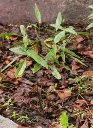 Image result for Dolichos kilimandscharicus