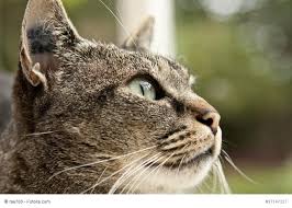 Versuchen sie ruhe zu bewahren. Katze Entlaufen Was Tun Ein Ratgeber Vom Haustiermagazin