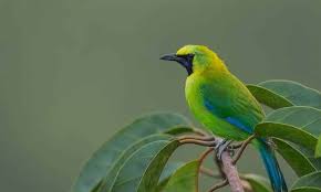 Jenis burung apung merupakan salah satu jenis burung kicau dari keluarga motacillidae dan genus anthus. Harga Burung Cucak Ijo Terbaru Update 2021 Lengkap