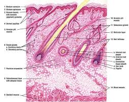 Image Result For Skin Hair Follicle Histology Integumentary System Skin Anatomy Histology Slides
