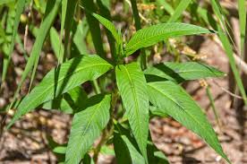 Image result for Ipomoea lapathifolia