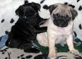 3 3 3 3 3 3 3 mopswelpen schwarzer mops welpe mops