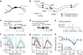 The detector has negligible dead time and the coincidence window is adjustable with a minimum width of 1 ns. Glycinergic Inhibition Tunes Coincidence Detection In The Auditory Brainstem Nature Communications