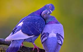 With hundreds of species and able to take on the skies, they have enthralled scientists, artists, scholars, writers, and explorers of all ages for millennia. Beautiful Love Birds Images Download
