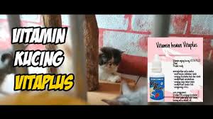 Ada yang menjadi sangat berisik, gelisah, menjadi agresif dan kabur dari rumah. Vitamin Untuk Kesehatan Dan Daya Nafsu Makan Kucing Youtube
