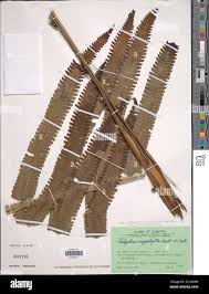 Image result for Pneumatopteris