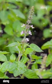 Image result for Ocimum americanum