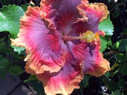 First hawaiian bank priority rewards credit card® review. American Hibiscus Society Page Home Facebook