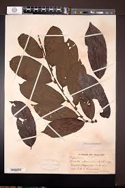 Image result for Bridelia atroviridis