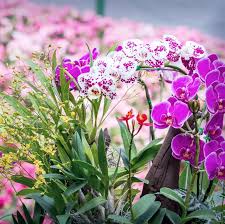 Orchids are plants that are enjoyed because of the beauty of the flowers that can last a long time. 22 Different Types Of Orchids Garden Additions Houseplants