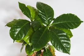 Be prepared to water at least weekly to keep the soil moist. Coffee Plant Care Indoors Coffea Arabica Smart Garden Guide
