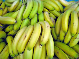 Cavendish bananas are the fruits of one of a number of banana cultivars belonging to the cavendish subgroup of the aaa banana cultivar group. Cavendish Banana