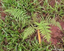 Image result for Pityrogramma aurantiaca