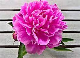Pictures of flowers are one of the most soothing pictures to the mind there are and can bring about sudden happiness in people. 75 Types Of Colorful Flowers With Pictures Flower Glossary