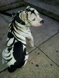 Pin On Pitbull