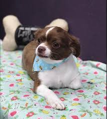 Whether you choose to drop your pet off in our salon or schedule a visit with our mobile groomer, they will get a quality groom to keep them healthy and beautiful. The Pampered Pet Grooming Spa Home Page Established 2007