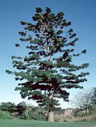 Image result for Araucaria cunninghamii