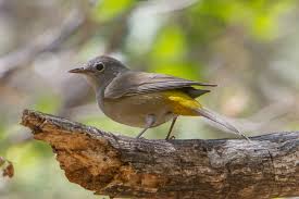 Colima Warbler Visit Big Bend Guides For The Big Bend Region Of Texas