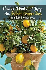 How To Plant And Keep An Indoor Lemon Tree From Just 1 Lemon Seed Indoor Lemon Tree Growing Lemon Trees Lemon Seeds