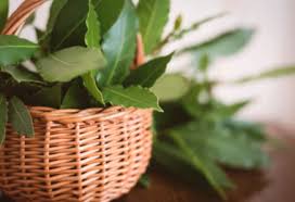 Check spelling or type a new query. Le Thym En Pot Entretien Arrosage Exposition Qamp