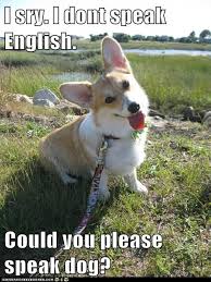 Grammar Police Dogs Woozle Wednesday At Pwb Peeps Evening Thread