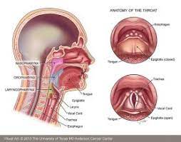 The three main types of throat cancer a biopsy involves the removal of tissue to look for any cancerous cells. Throat Cancer Md Anderson Cancer Center