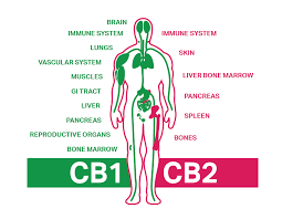 What is the Endocannabinoid System? - Siam Herbal Health CBD