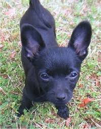 Find out what real malchi dog owners have to say and view adorable chihuahua maltese black malchi puppy pablo is a black malchi puppy and is full of fun and mischief we have totally fell in love with him. Pomchi Dog Breed Information And Pictures