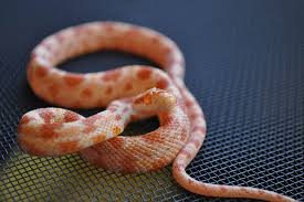 That's because several species like garter snakes and kingsnakes. What Is An Albino Corn Snake Albino Corn Snake Breeding Exopetguides