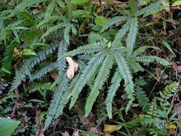 Image result for Adiantum hispidulum