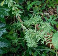 Image result for Polystachya melanantha