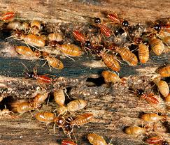 Maybe you would like to learn more about one of these? Home Santa Monica Residential Pest Control Commercial Pest Control And Pre Treatment New Construction