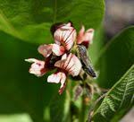 Image result for Eriosema chrysadenium