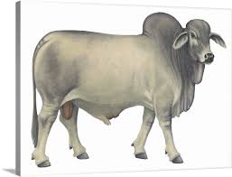 Bahman iranpour was born on january 31, 1987, in tehran, iran. Brahman Bull Beef Cattle Wall Art Canvas Prints Framed Prints Wall Peels Great Big Canvas