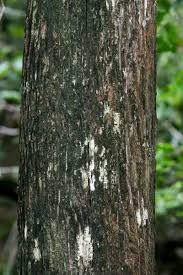 Image result for Hilsenbergia